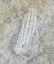 Pentaramicrinus Crinoid - Alabama #24728