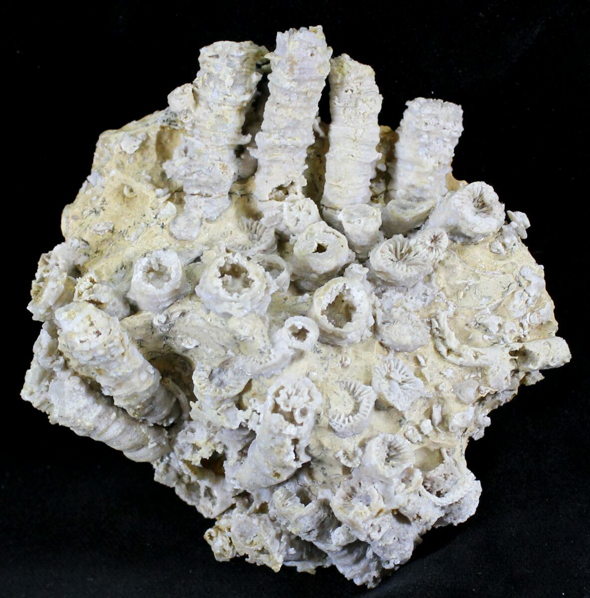 Скелет коралла. Окаменелость коралл-ругоза. Окаменевший коралл губка. Окаменелости губки кораллы. Коралл циатофиллум окаменелость.