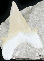 Large Otodus Shark Tooth Fossil In Matrix #24923