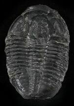 Asaphiscus Trilobite - Wheeler Shale, Utah #24886