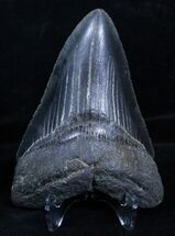 / Inch Serrated Georgia Megalodon Tooth #3462