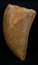 Gorgeous Carcharodontosaurus Tooth - Inches #3470