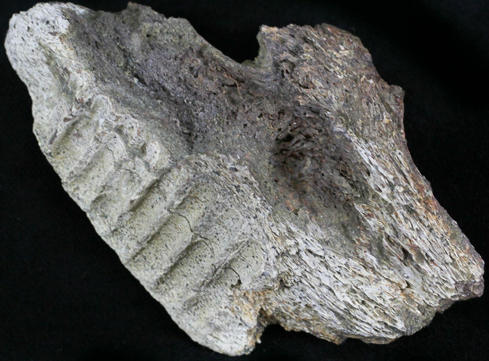 dinosaur jaw fossil