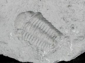 Eldredgeops Trilobite Impression/Negative - New York #25350