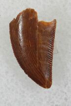 Small Raptor Tooth From Morocco - #26131