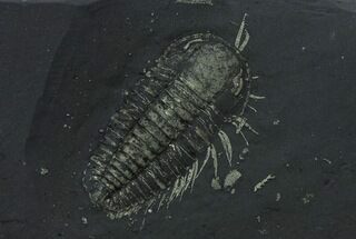 Pyritized Triarthrus Trilobite With Legs! - New York #26431