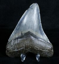 Glossy Inch Long Lateral Megalodon Tooth #3532