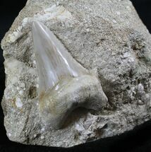 Otodus Shark Tooth Fossil Mounted On Matrix #26639