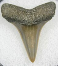 Sharp Fossil Mako Tooth - Calvert Cliffs, Maryland #26721