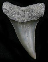 Fossil Mako Tooth - Calvert Cliffs, Maryland #26733