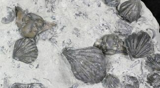 Silurian Brachiopod Fossil Association - Waldron Shale, Indiana #26799