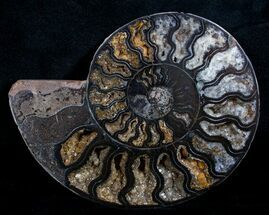 Unusual Black Ammonite - / Inches Wide (Half) #3313