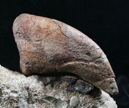 Sauropod (Camarasaurus) Dinosaur Claw - Colorado #26871