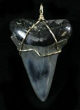 Huge Wire Wrapped Fossil Mako Shark Tooth #27069