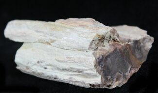 Petrified Wood Limb Chunk - Madagascar #27177