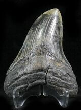 Beautiful Calico Megalodon Tooth - South Carolina #27311