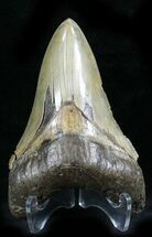 Unique Coloration Megalodon Tooth - South Carolina #27324