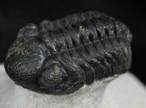Cute Phacops Trilobite - Mrakib, Morocco #27339