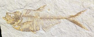 Diplomystus Fossil Fish - Wyoming #27424