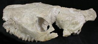 Large Oreodont Partial Skull - Wyoming #27584