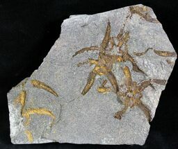 Ordovician Aged Brittle Star (Ophiura) Cluster #28094