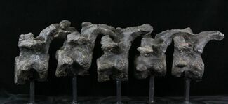 Five Articulated Stegosaurus Vertebrae On Stands - Colorado #28195