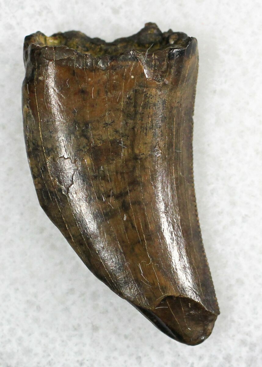 nanotyrannus tooth for sale