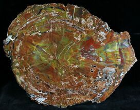 Brilliant Arizona Petrified Wood (Araucarioxylon) Slab - #28306