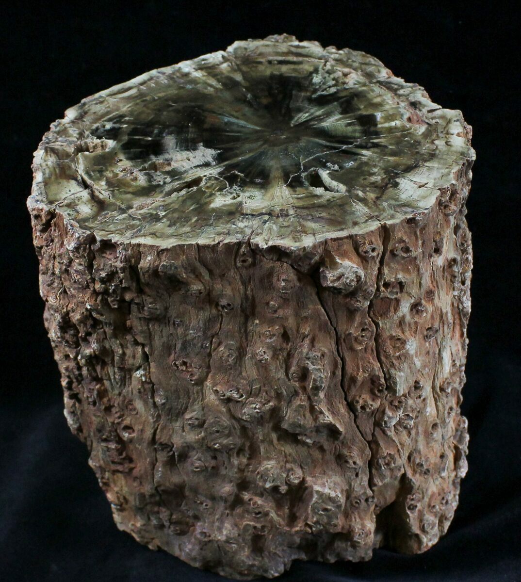 Triassic Aged Woodworthia Petrified Wood Log 10.3 lbs (28349) For