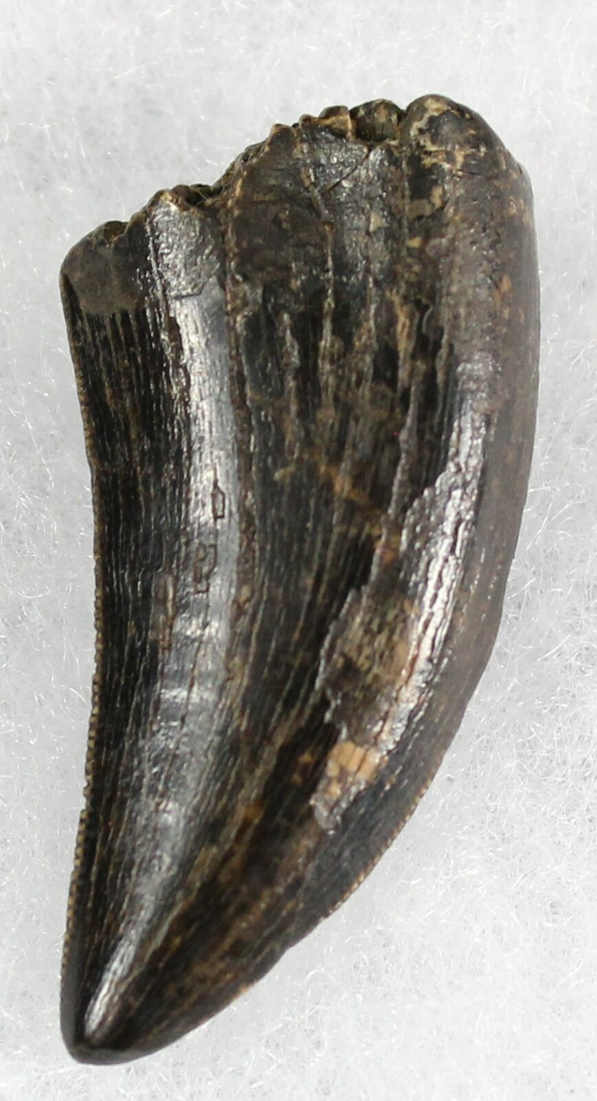 nanotyrannus fossil