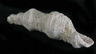 Devonian Fossil Horn (Rugosa) Coral - Morocco #28536