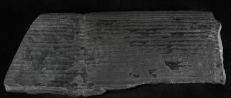 Calamites Trunk Section - West Virgina #28556