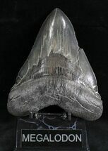 Absolutely Massive Megalodon Tooth - Serrated #28680