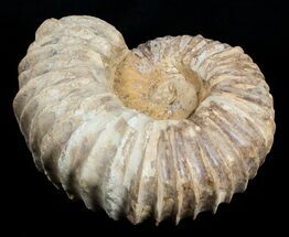Massive ( inch Wide) Mantelliceras Ammonite #3751