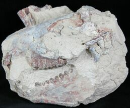 Large Unprepared Oreodont Skull - #27587