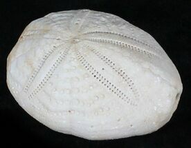 Top Quality Fossil Sea Urchin (Eupatagus) - Florida #28801