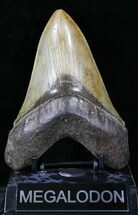 Glossy, Serrated Megalodon Tooth - Georgia #28829