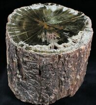 Triassic Aged Woodworthia Petrified Wood Log - Wide #28967