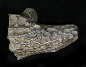 Cretaceous Crocodilian Skull Section - Montana #29067