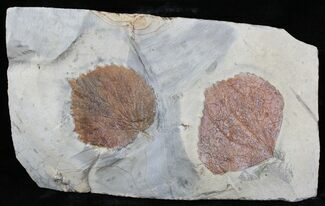 Beautiful Fossil Leaf (Beringiaphyllum) & (Zizyphoides flabellum)- Montana #29105