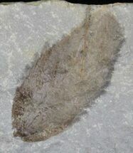 Fossil Leaf (Unknown Species) - Montana #29117