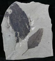 Fossil Leaves (Allophylus & Populus) - Utah #29194