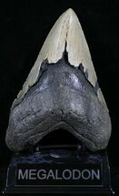 Giant, Serrated Megalodon Tooth - North Carolina #29235