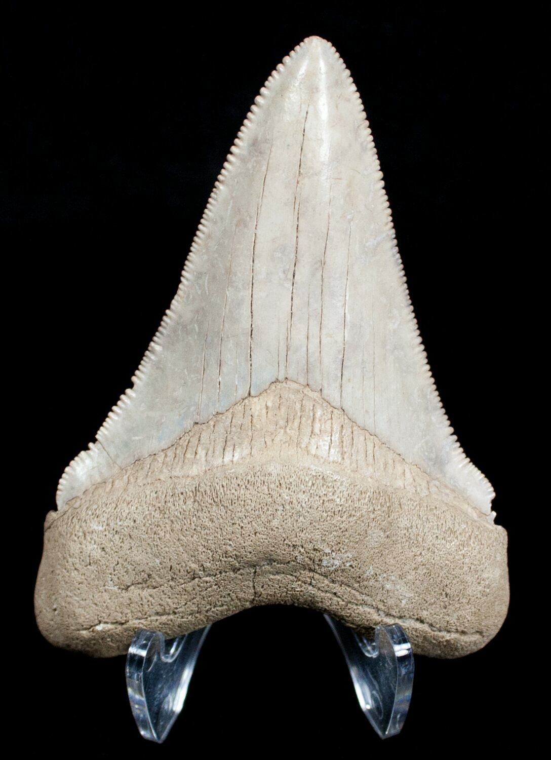 Killer White Florida Megalodon Tooth - 2.94" For Sale (#3617