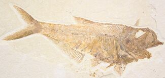 Fish Fossils For Sale - FossilEra.com