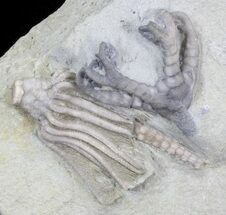 Onychocrinus & Macrocrinus Crinoid Association - Indiana #29412