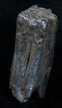 Pleistocene Upper Horse Tooth - Florida #3761
