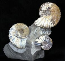 Beautiful Russian Deschaesites Ammonite Cluster #29658