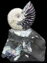 Iridescent Deschaesites Ammonite On Rock - Russia #29800