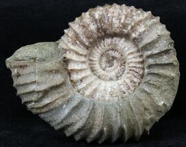 Pavlovia Ammonite With Fossil Oyster - Russia #29731